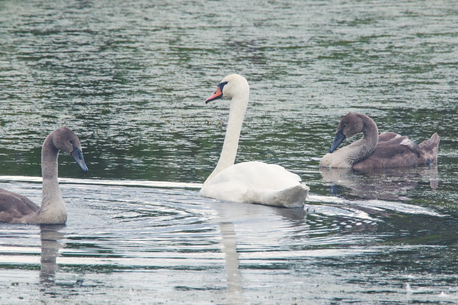 Природный баланс 
