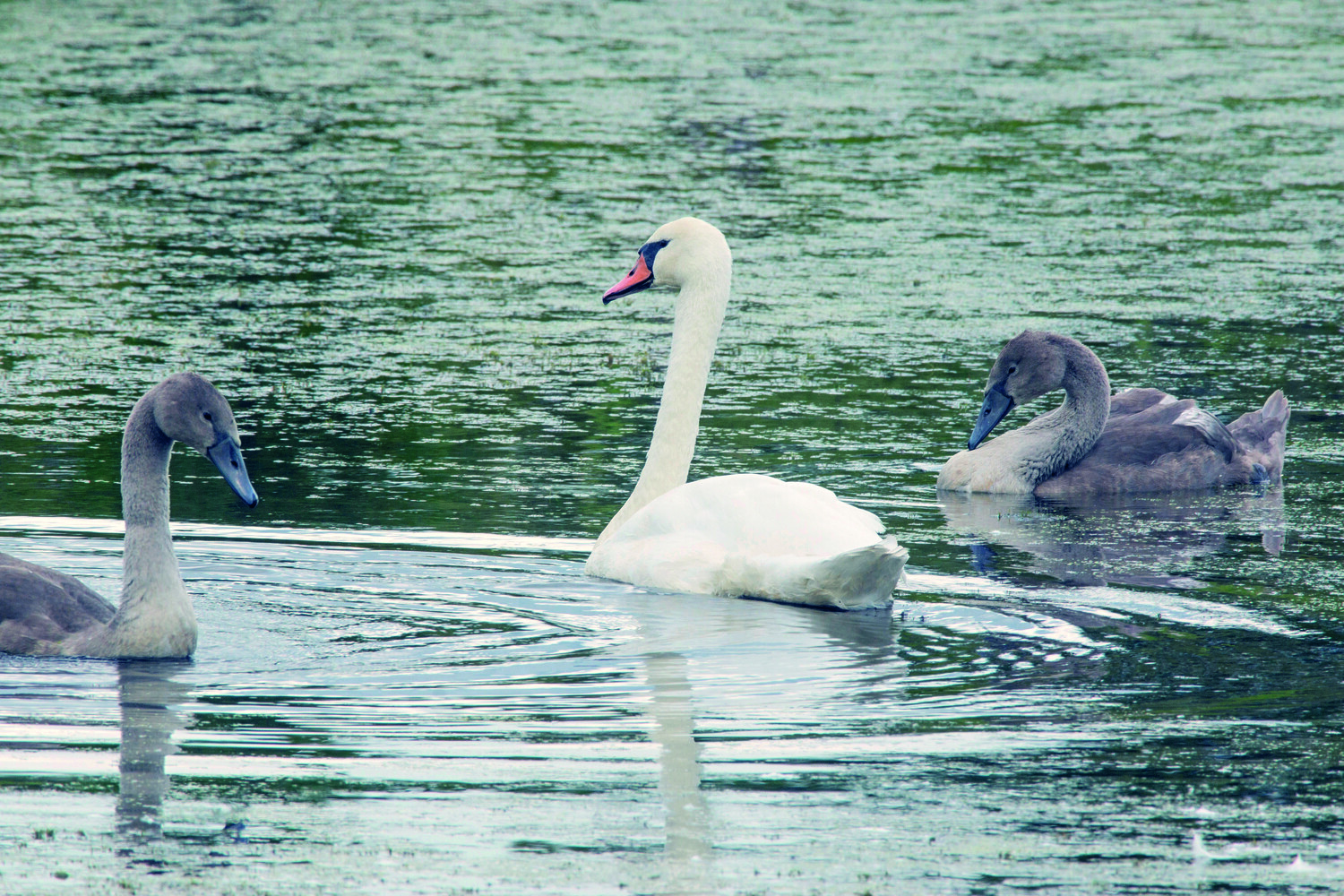 Природный баланс 